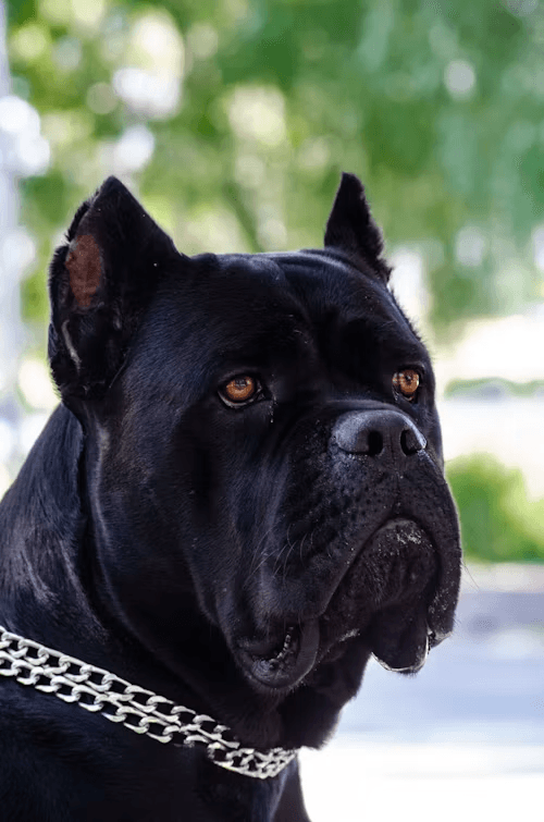 A black mastiff resting against a dark background
