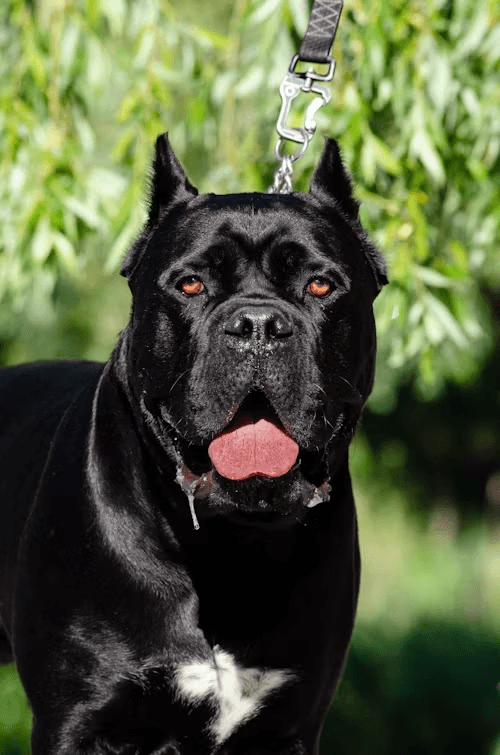 A black Cane Corso standing outdoors