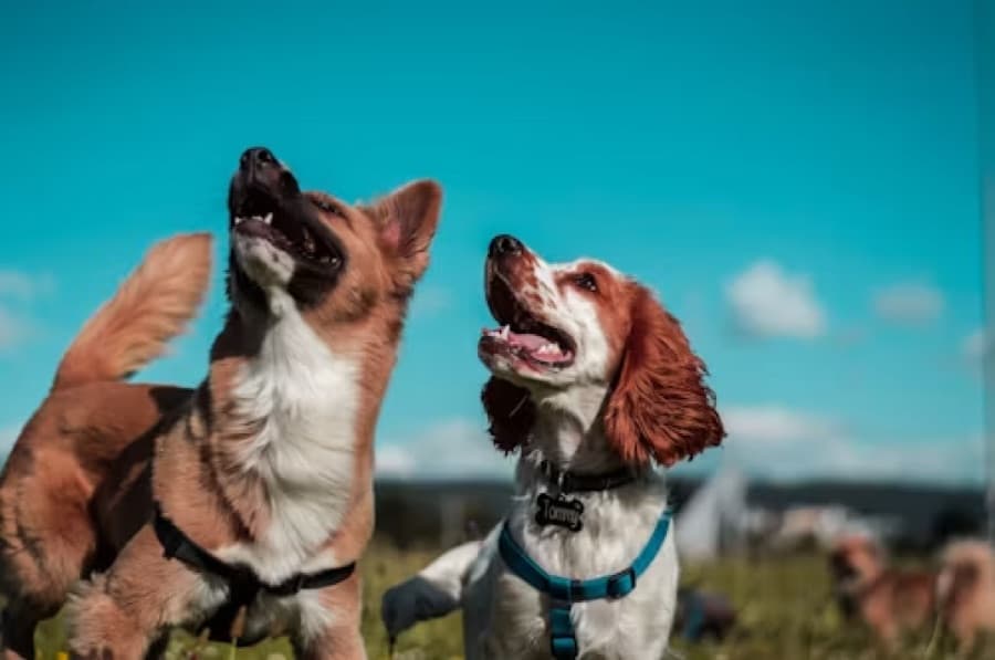 Two dogs playing outdoors