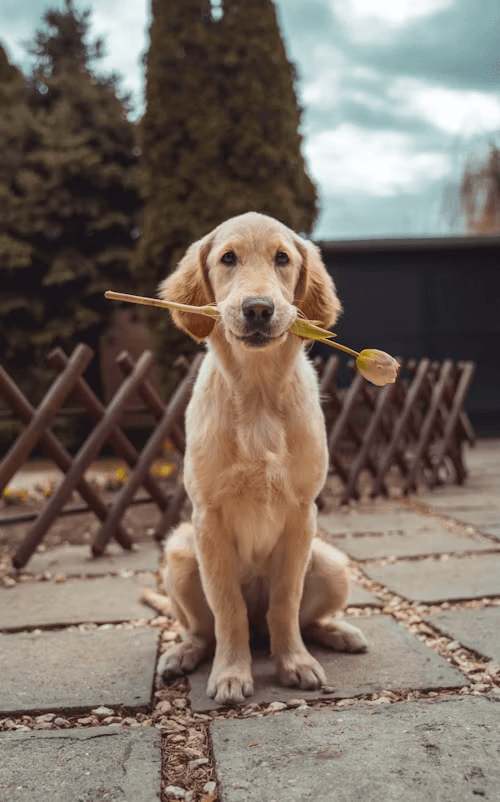 A golden puppy looking calmly at the camera
