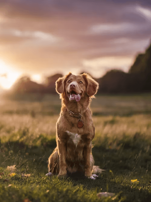 A retriever sitting in a sunlit field