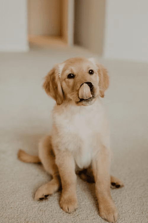 A golden puppy licking its nose indoors