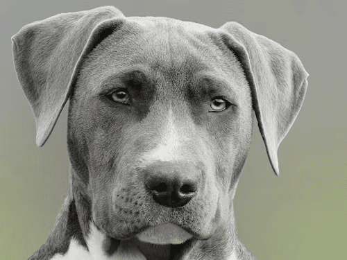 A calm gray dog portrait