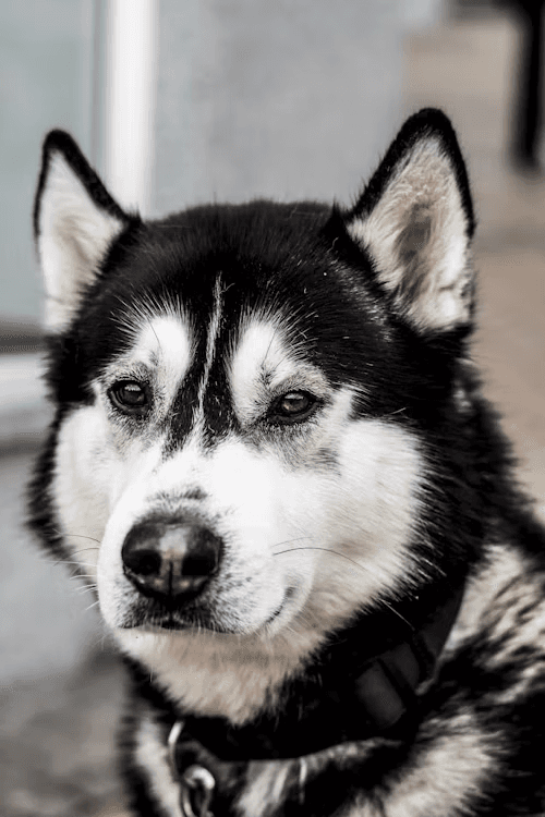 A calm gray dog portrait