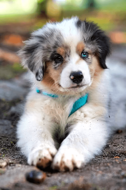A puppy resting outside