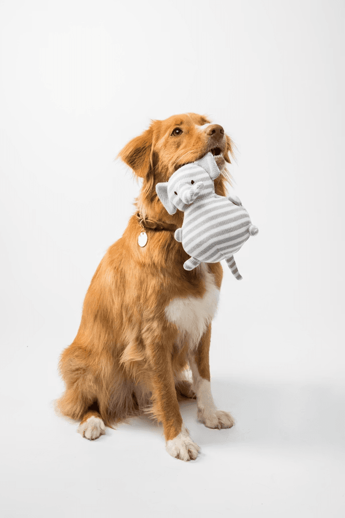 A puppy sitting against a blue studio backdrop