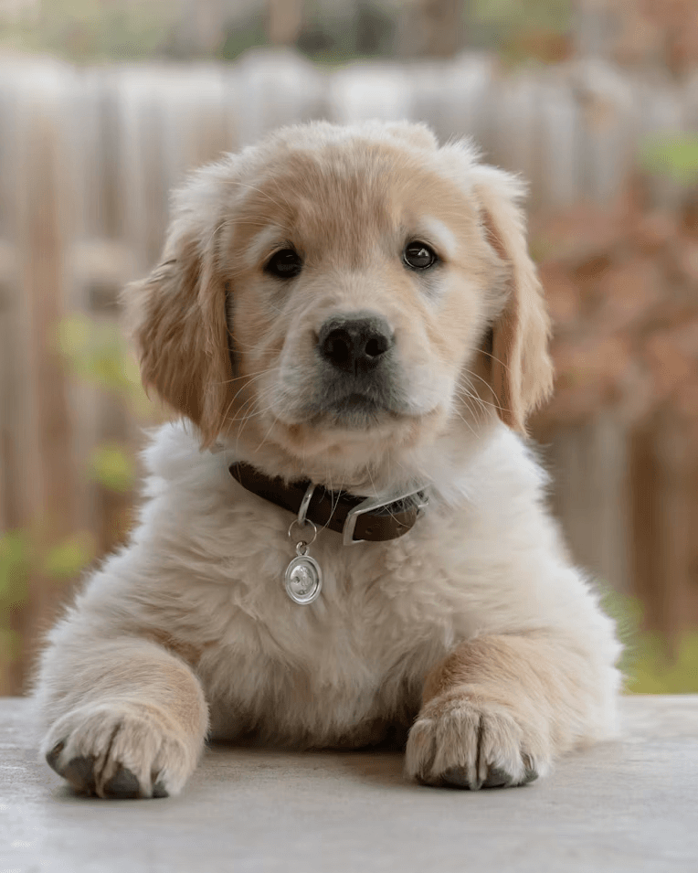 A golden puppy looking calmly at the camera