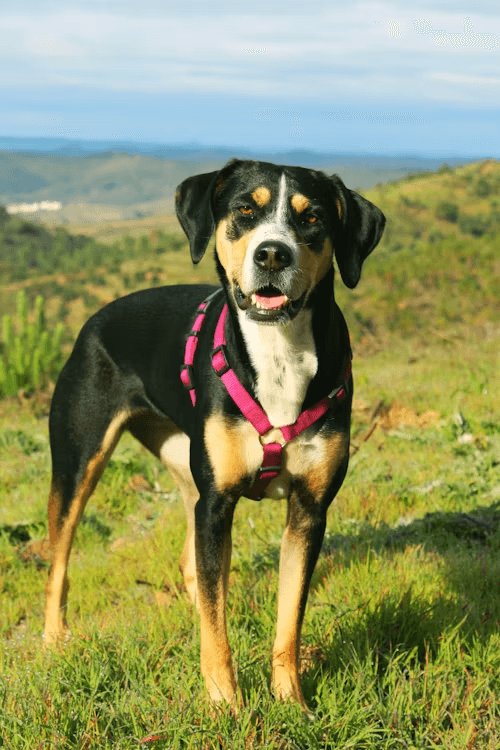 A tricolor dog standing in open mountain country