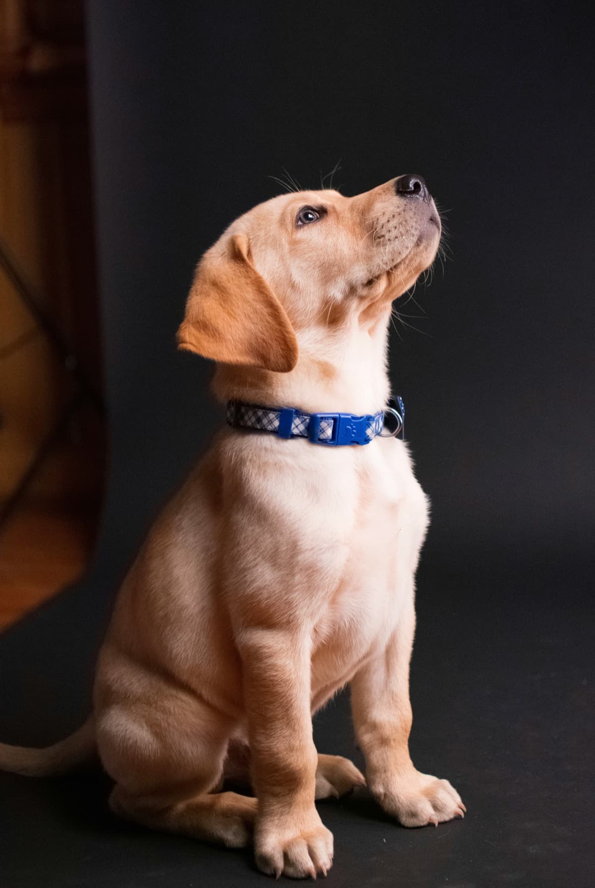 A warm portrait of a puppy