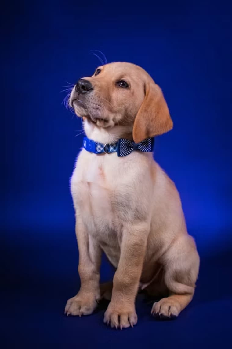A young puppy sitting against a blue backdrop