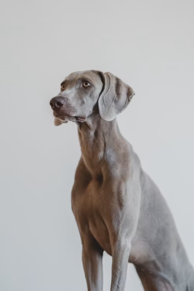 A calm gray dog portrait