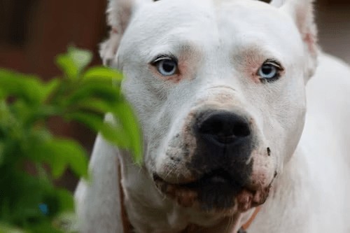A white dog looking through green leaves